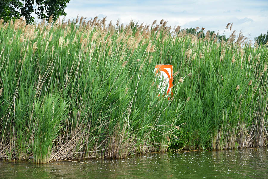 Phragmites, a tall grass that is an aquatic invasive species crowds out a boating sign. Photo: Michigan Sea Grant